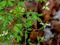 Ceratocapnos claviculata Askafäladen, Hörby, Skåne, Sweden 20181028_0038