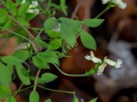 Ceratocapnos claviculata Askafäladen, Hörby, Skåne, Sweden 20181028_0041