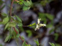 Ceratocapnos claviculata Askafäladen, Hörby, Skåne, Sweden 20181028_0046