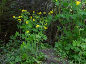 Chelidonium majus - Greater Celandine - Skelört