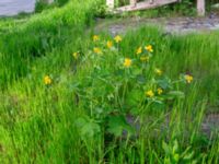 Chelidonium majus Ilia State University Dedoplistskaro, Kakheti, Georgia 20180428_3093