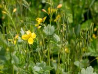 Chelidonium majus Kalkstad-Lenstad, Mörbylånga, Öland, Sweden 20150606_0163