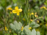 Chelidonium majus Kalkstad-Lenstad, Mörbylånga, Öland, Sweden 20150606_0165