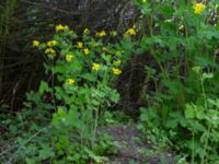 Chelidonium majus Kummeln, Lyckeby, Karlskrona, Blekinge, Sweden 20170525_0288