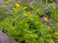 Chelidonium majus Lokstallarna, Malmö, Skåne, Sweden 20150625_0037