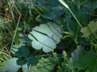 Chelidonium majus Nedre Västerstad, Mörbylånga, Öland, Sweden 20190609_0216