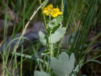 Chelidonium majus Nedre Västerstad, Mörbylånga, Öland, Sweden 20190609_0217