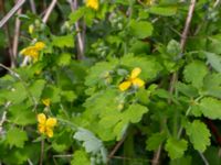 Chelidonium majus Vången, Vittsjö, Hässleholm, Skåne, Sweden 20190504_0110