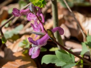 Corydalis cava - Bird-in-a-bush - Hålnunneört