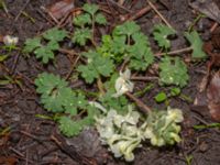 Corydalis cava Djungelparken, Bunkeflostrand, Malmö, Skåne, Sweden 20240316_0011