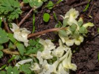 Corydalis cava Djungelparken, Bunkeflostrand, Malmö, Skåne, Sweden 20240316_0012