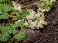 Corydalis cava Djungelparken, Bunkeflostrand, Malmö, Skåne, Sweden 20240316_0013