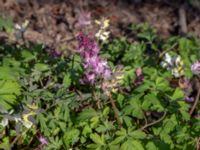 Corydalis cava Husie mosse, Malmö, Skåne, Sweden 20200328_0061