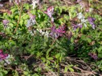 Corydalis cava Husie mosse, Malmö, Skåne, Sweden 20200328_0063