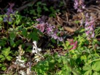 Corydalis cava Husie mosse, Malmö, Skåne, Sweden 20200328_0064