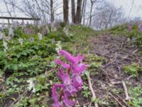 Corydalis cava Husie mosse, Malmö, Skåne, Sweden 20220414_16