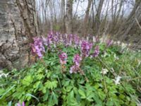 Corydalis cava Husie mosse, Malmö, Skåne, Sweden 20220414_7 2