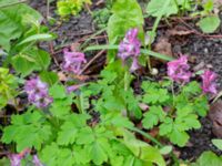 Corydalis cava Klagshamnsvägen, Bunkeflostrand, Malmö, Skåne, Sweden 20200412_0043