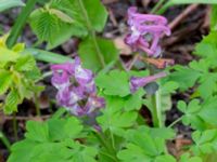 Corydalis cava Klagshamnsvägen, Bunkeflostrand, Malmö, Skåne, Sweden 20200412_0044