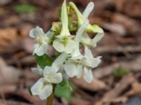 Corydalis cava Rostvingestigen, Bunkeflostrand, Malmö, Skåne, Sweden 20230325_0087