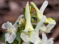 Corydalis cava Rostvingestigen, Bunkeflostrand, Malmö, Skåne, Sweden 20230325_0088