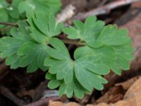 Corydalis cava Rostvingestigen, Bunkeflostrand, Malmö, Skåne, Sweden 20230325_0090