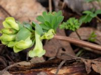 Corydalis cava Rostvingestigen, Bunkeflostrand, Malmö, Skåne, Sweden 20230325_0091