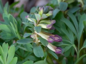 Corydalis intermedia - Small Corydalis - Smånunneört