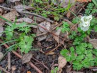 Corydalis intermedia Djungelparken, Bunkeflostrand, Malmö, Skåne, Sweden 20200401_0018