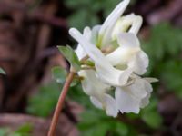 Corydalis intermedia Djungelparken, Bunkeflostrand, Malmö, Skåne, Sweden 20200401_0019