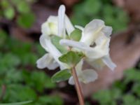 Corydalis intermedia Djungelparken, Bunkeflostrand, Malmö, Skåne, Sweden 20200401_0020