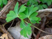 Corydalis intermedia Djungelparken, Bunkeflostrand, Malmö, Skåne, Sweden 20200401_0021