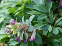 Corydalis intermedia Oscarshemsparken, Lund, Skåne, Sweden 20180410_0013