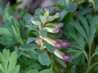 Corydalis intermedia Oscarshemsparken, Lund, Skåne, Sweden 20180410_0015