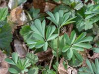 Corydalis intermedia Oscarshemsparken, Lund, Skåne, Sweden 20180410_0017