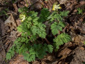 Corydalis nobilis - Siberian Corydalis - Sibirisk nunneört