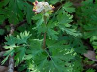 Corydalis nobilis Hyllie gård, Malmö, Skåne, Sweden 20170430_0086