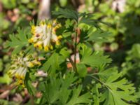 Corydalis nobilis Hyllie gård, Malmö, Skåne, Sweden 20170430_0087