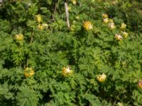 Corydalis nobilis Hyllie gård, Malmö, Skåne, Sweden 20170430_0089