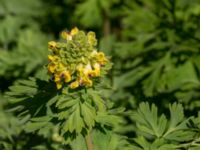 Corydalis nobilis Hyllie gård, Malmö, Skåne, Sweden 20170430_0092