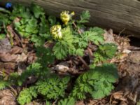 Corydalis nobilis Skogsby, Mörbylånga, Öland, Sweden 20160409_0166