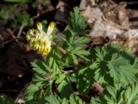 Corydalis nobilis Skogsby, Mörbylånga, Öland, Sweden 20160409_0168