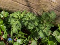 Corydalis nobilis Skogsby, Mörbylånga, Öland, Sweden 20160409_0171