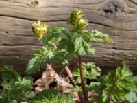 Corydalis nobilis Skogsby, Mörbylånga, Öland, Sweden 20160409_0173