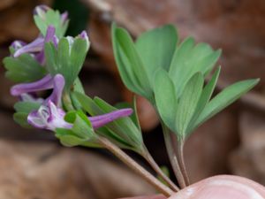 Corydalis pumila - Sloknunneört