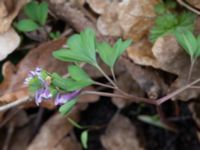 Corydalis pumila Banvallen, Ribersborg, Malmö, Skåne, Sweden 20210413_0004