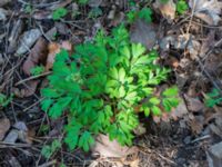 Corydalis pumila Basebollbanan, Ribersborg, Malmö, Skåne, Sweden 20230421_0021