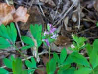 Corydalis pumila Basebollbanan, Ribersborg, Malmö, Skåne, Sweden 20230421_0022