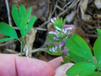 Corydalis pumila Basebollbanan, Ribersborg, Malmö, Skåne, Sweden 20230421_0024