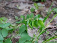 Corydalis pumila Törringelund, Svedala, Skåne, Sweden 20190414_0074